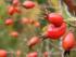 Propiedades del escaramujo o rosal silvestre